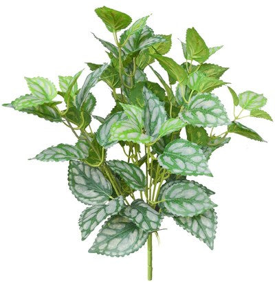 18'' PILEA BUSHX10 91LVS
