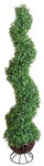 BOXWOOD SPIRAL