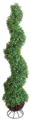 BOXWOOD SPIRAL