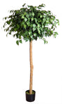 5FT TOUPAIRY FICUS VERIGATED