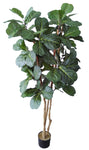 5FT FIDDLE FIG TREE
