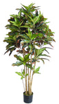 6FT CEYLON STYLE CROTON