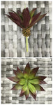 SUC 6'' MINI AGAVE PLANT GR/BURG