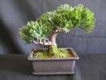 BONSAI TREE 8''