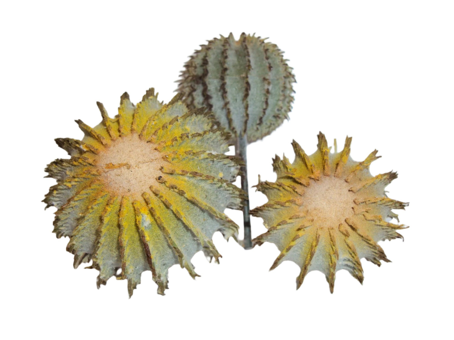 cactus barrel x 3