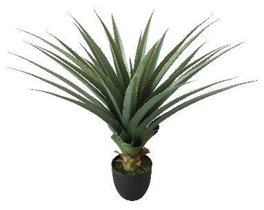 agave 32''spiked plant 30lvs