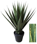 AGAVE AFRICAN PLANT 33'' 25LVS