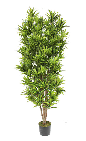 6FT DRACAENA REFLEXA