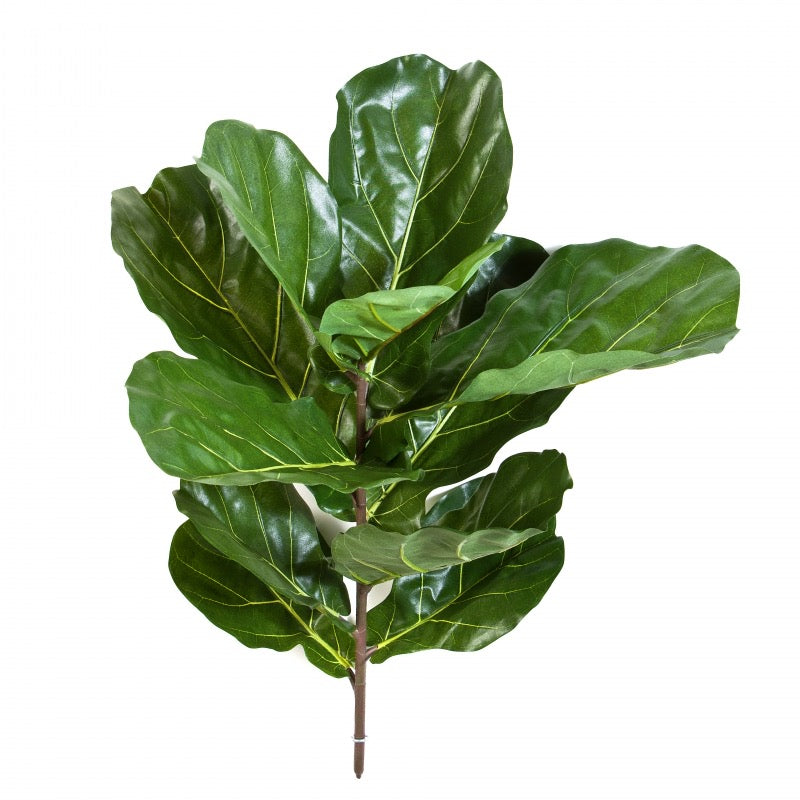 fig leaf x11 spray