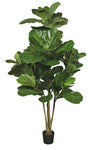 6FT FIG LEAF TREE