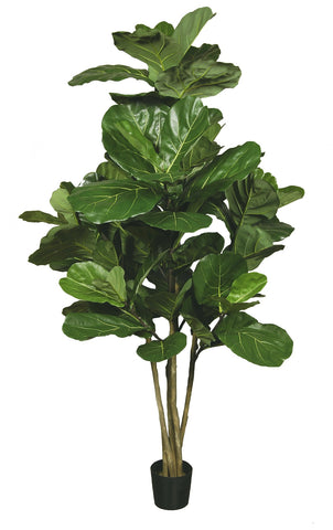 6FT FIG LEAF TREE
