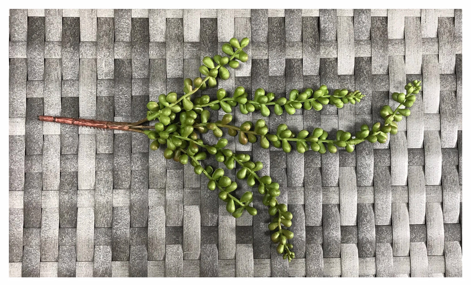 suc bean plant