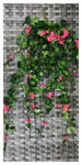 BOUGAINVILLEA BUSH 35'' 411LVS