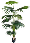 PALM FAN