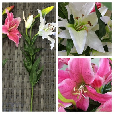 CASABLANCA LILLY PINK WHITE