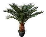 CYCAD PLANT