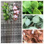 EUCALYPTUS LEAF