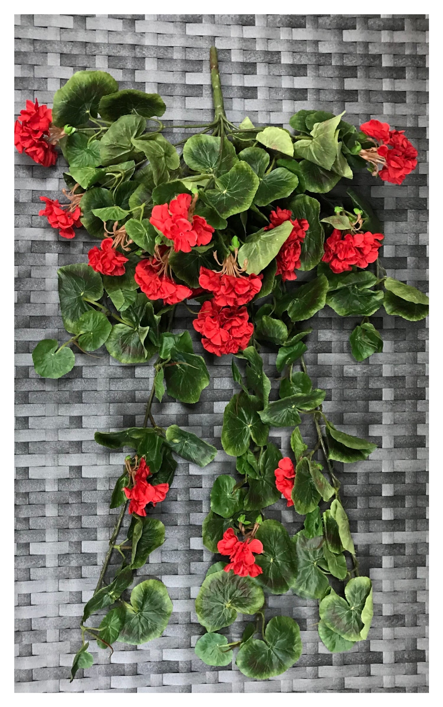 geranium bush 29''