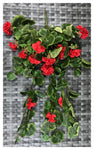 GERANIUM BUSH 29''