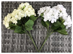 HYDRANGEA BUSH