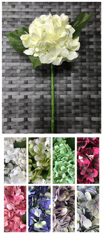 HYDRANGEA