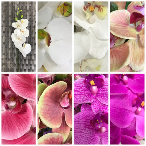 ORCHID PHAL T/FEEL X5