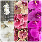ORCHID PHAL T/FEEL X9