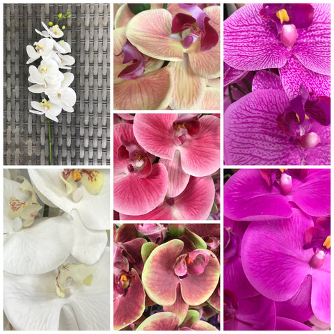 ORCHID PHAL T/FEEL X9