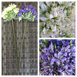 AGAPANTHUS