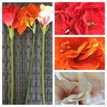 AMMARYLIS X3 FLOWER