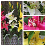 TIGER LILLY X 5