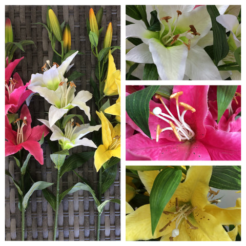 TIGER LILLY X 5