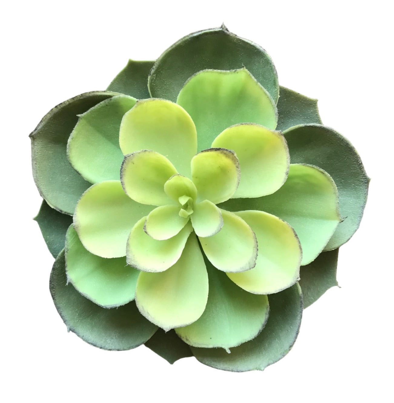 4echeveria seduim drk green
