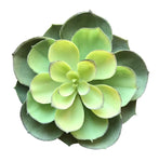 4ECHEVERIA SEDUIM DRK GREEN