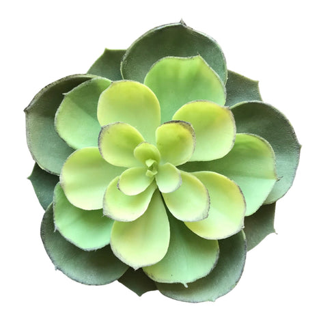 4ECHEVERIA SEDUIM DRK GREEN