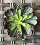 5 AEONIUM PICK DRK GREEN