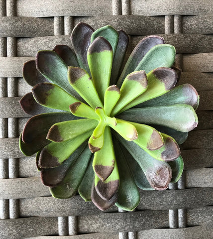 5 AEONIUM PICK DRK GREEN