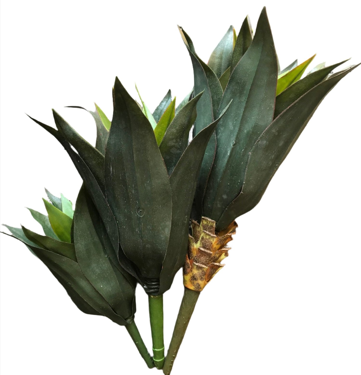 agave