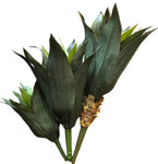 AGAVE