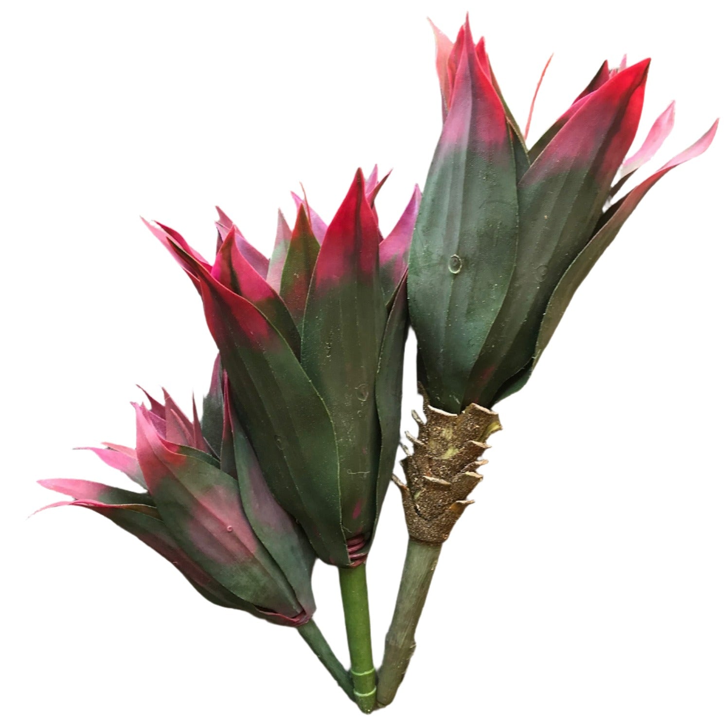 agave