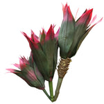 AGAVE