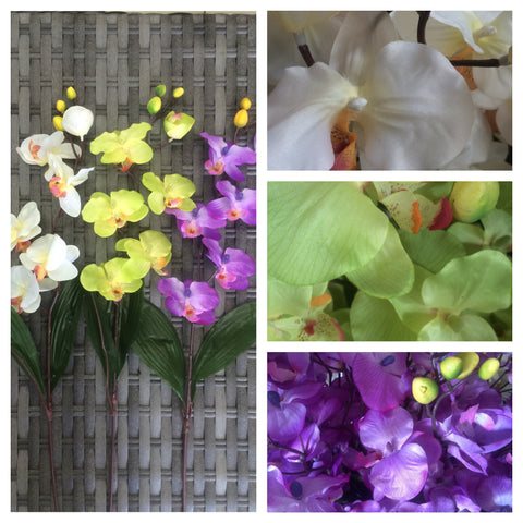 ORCHID PHAL WITH LEAVES
