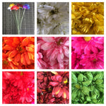 GERBERA SML