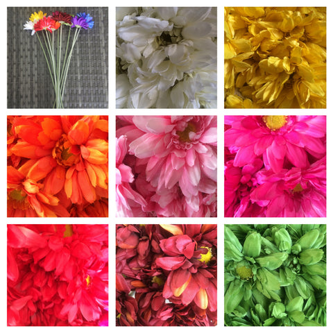 GERBERA SML