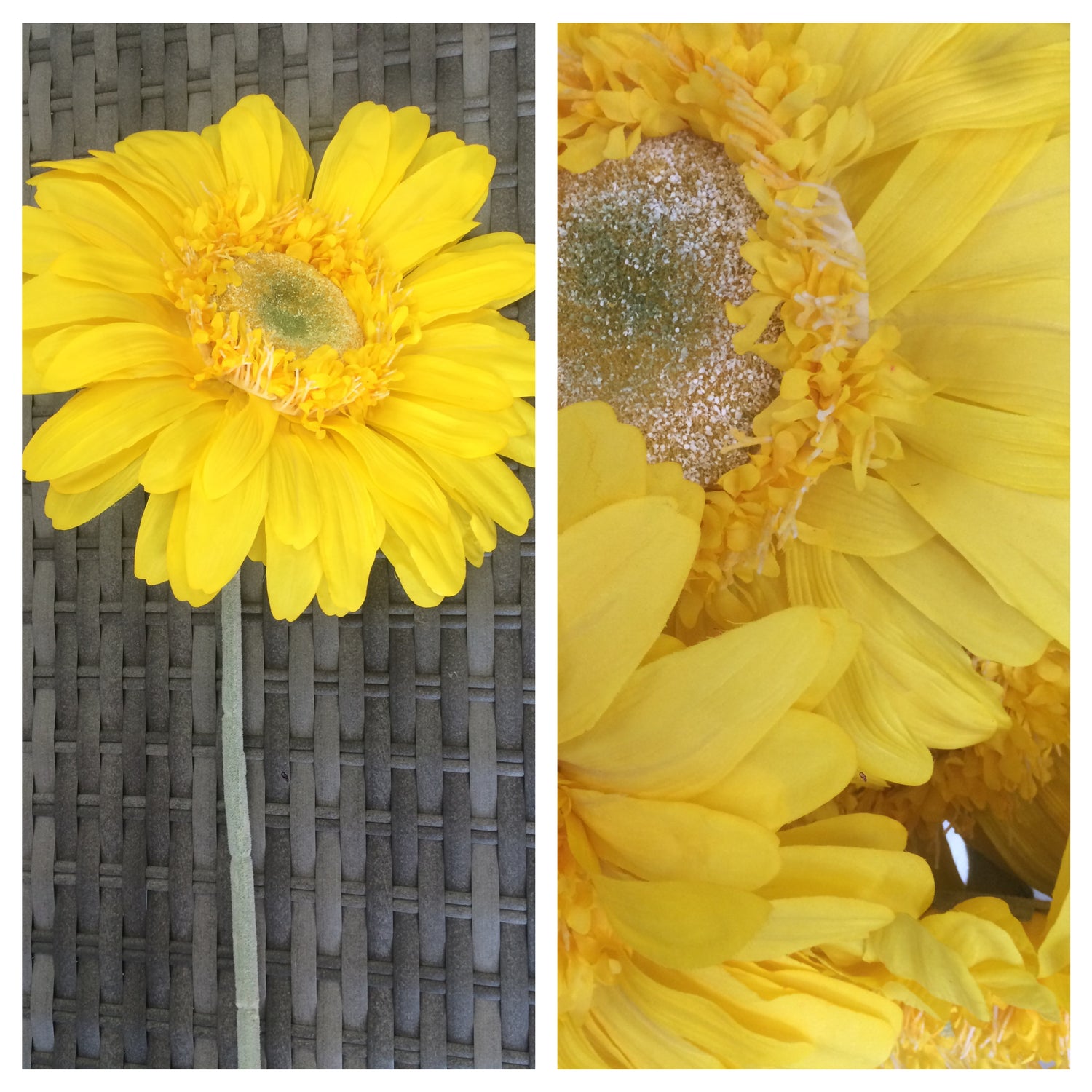 gerbera gaint yellow