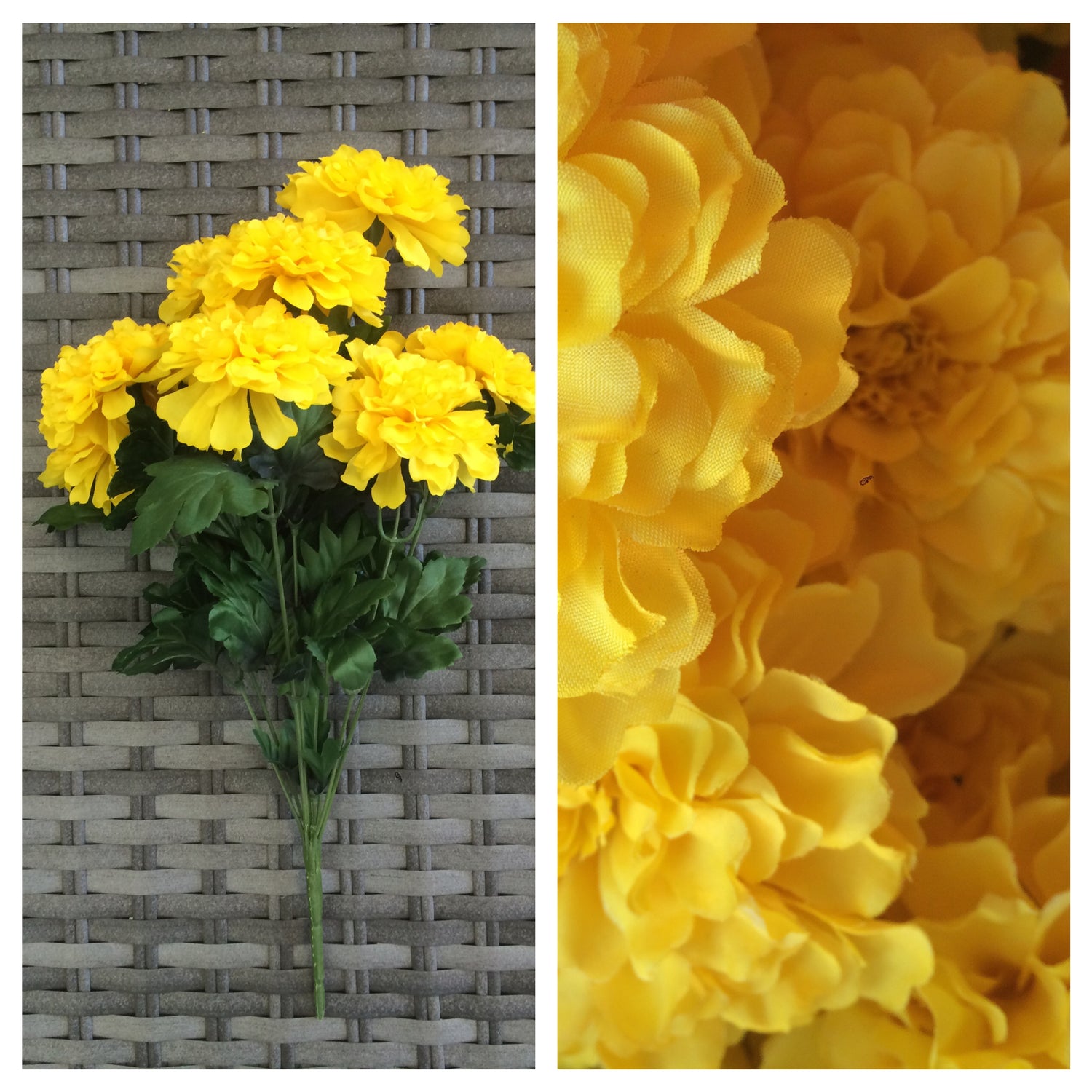 marigold bush x 9