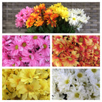 DAISY BUSH X7