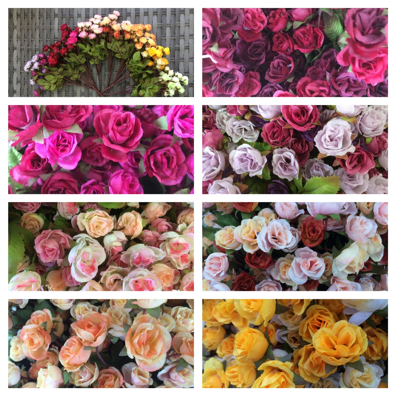 mini rose bushx7