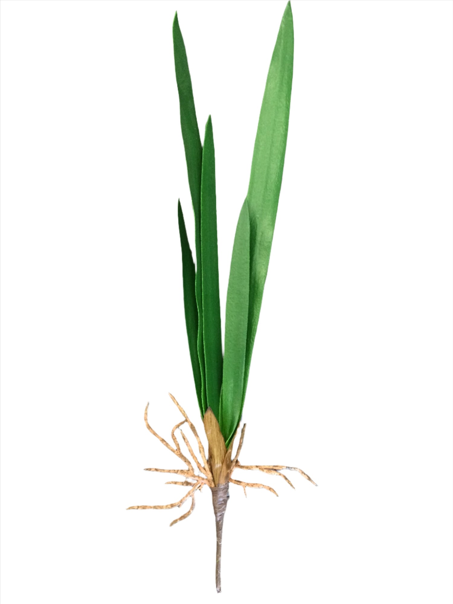 orchid leaves 55cm