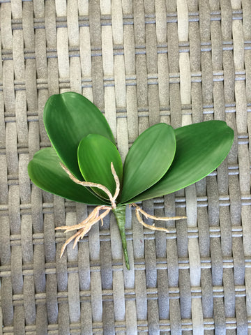ORCHID LEAF PEVA X5 LVS WITH ROOTS